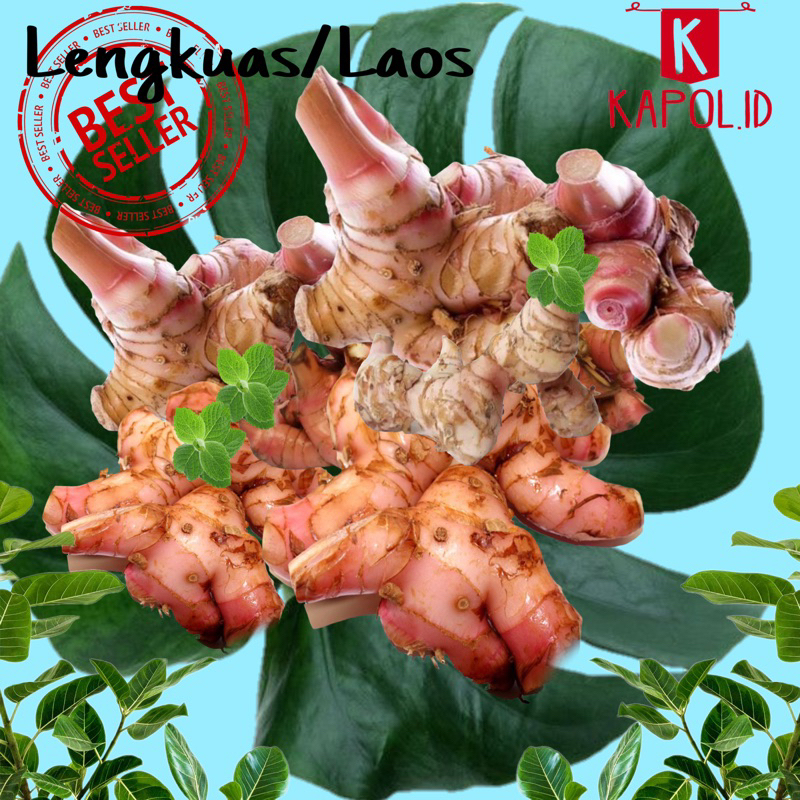 

lengkuas/laos segar 1kg