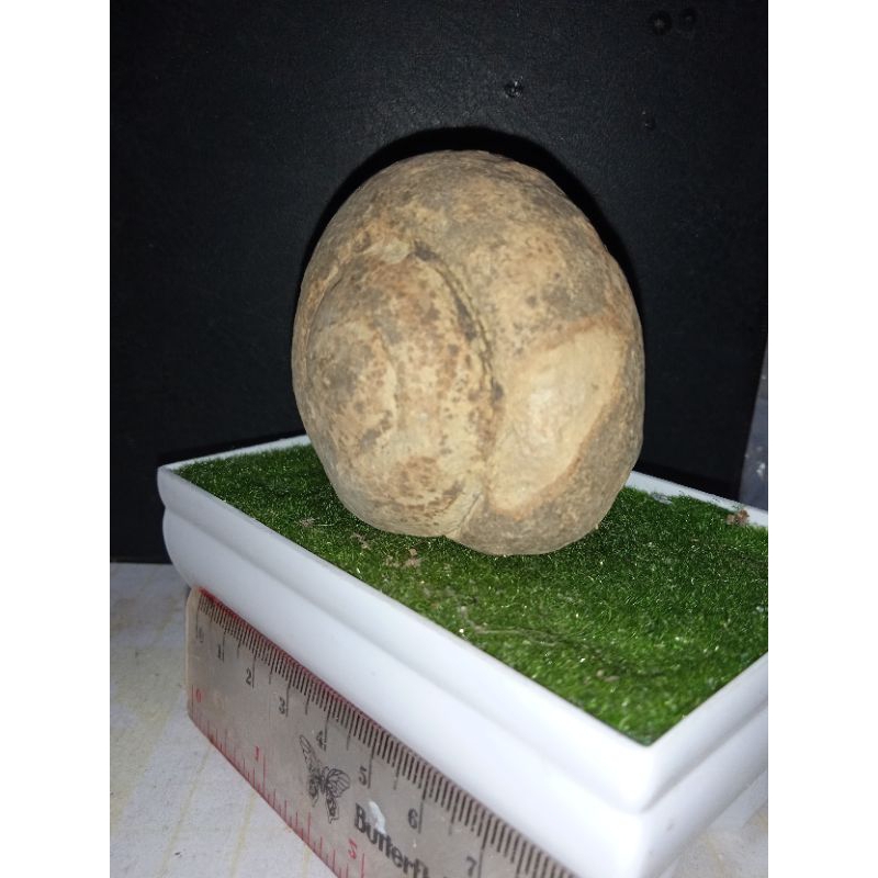 untuk menambah koleksi anda di rumah natural posil keong besar