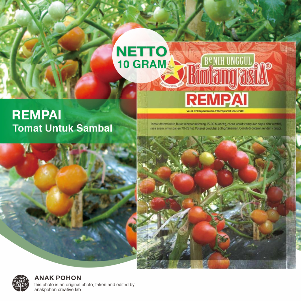 (1 PACK) Benih Tomat REMPAI Tomat Merah Kelereng Determinate Rasa Asam Segar Untuk Sambal Seeds - Bintang Asia - 10 GRAM