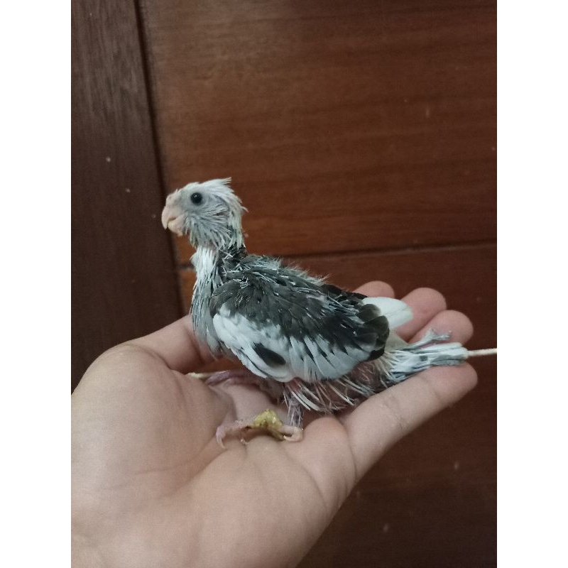 baby falk/anakan burung falk wf pied