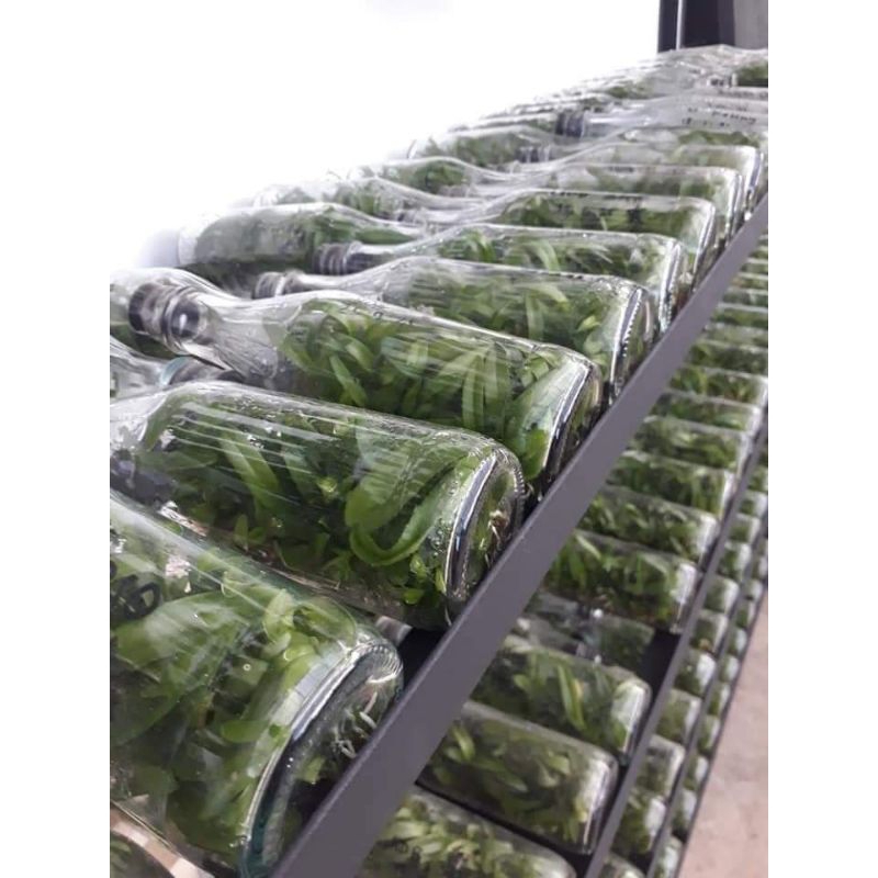 Botol dendro keriting