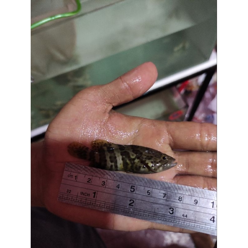 ikan kerapu lumpur 7 cm air tawar