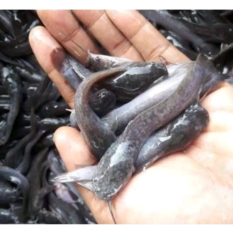 Bibit ikan lele sangkuriang 7-8cm