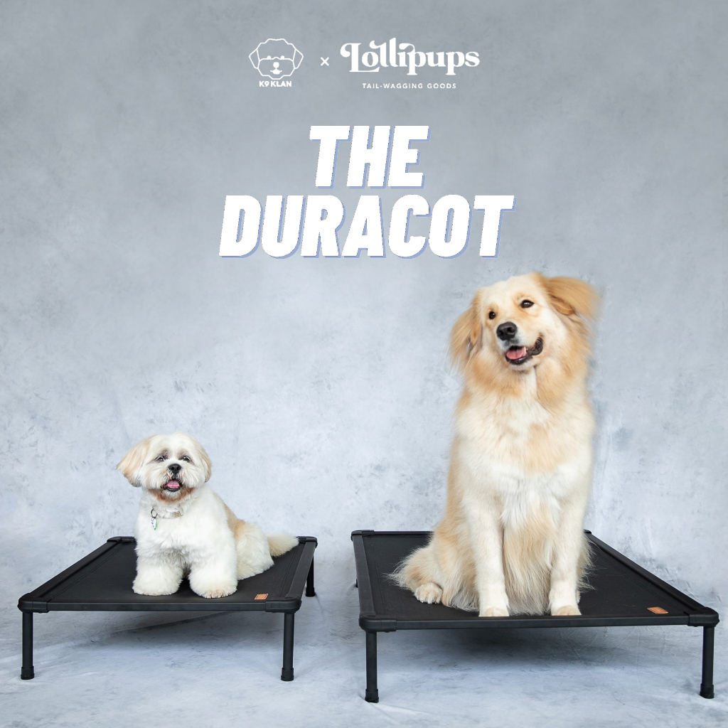 The Duracot (MEDIUM) -- Elevated dog bed (pet cot, tempat tidur hewan)