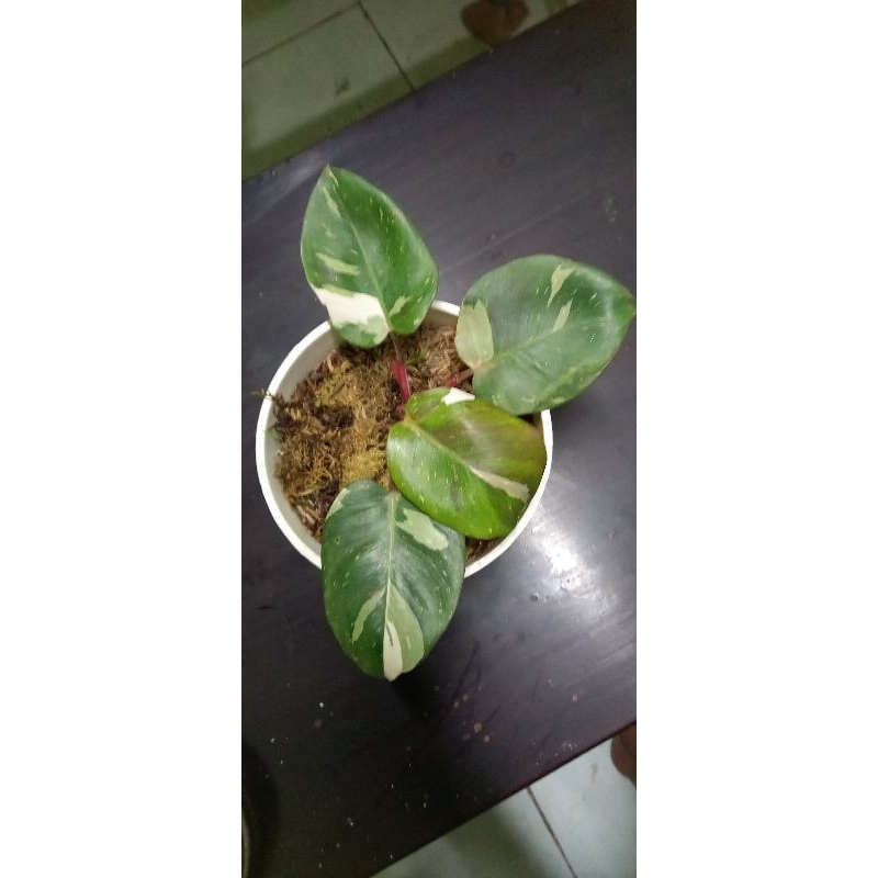 Philodendron White Knight Tricolor