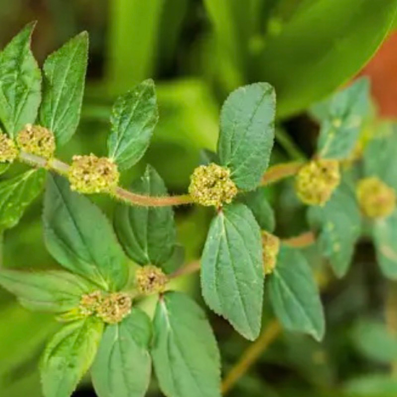 

Daun patikan kebo segar tanaman patikan kebo-az