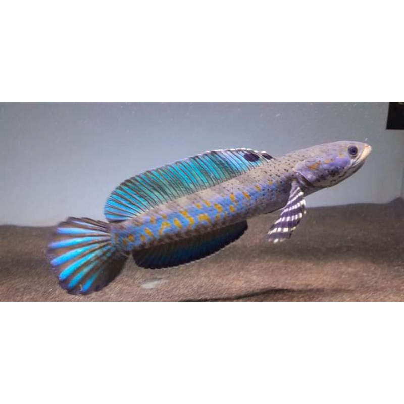 BLUE PULCHRA PREMIUM 11-15 GRADE A++ HIASAN AQUARIUM