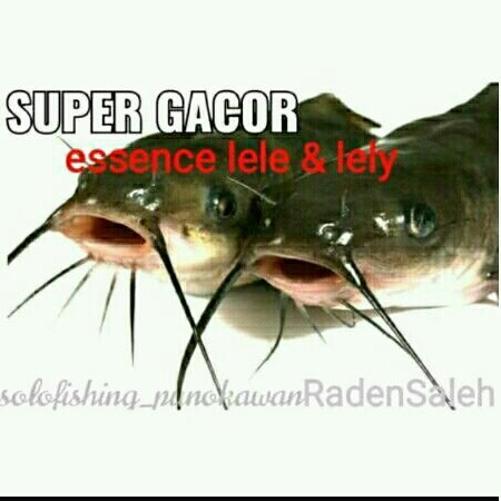 ESSEN LELE 100% GACOR