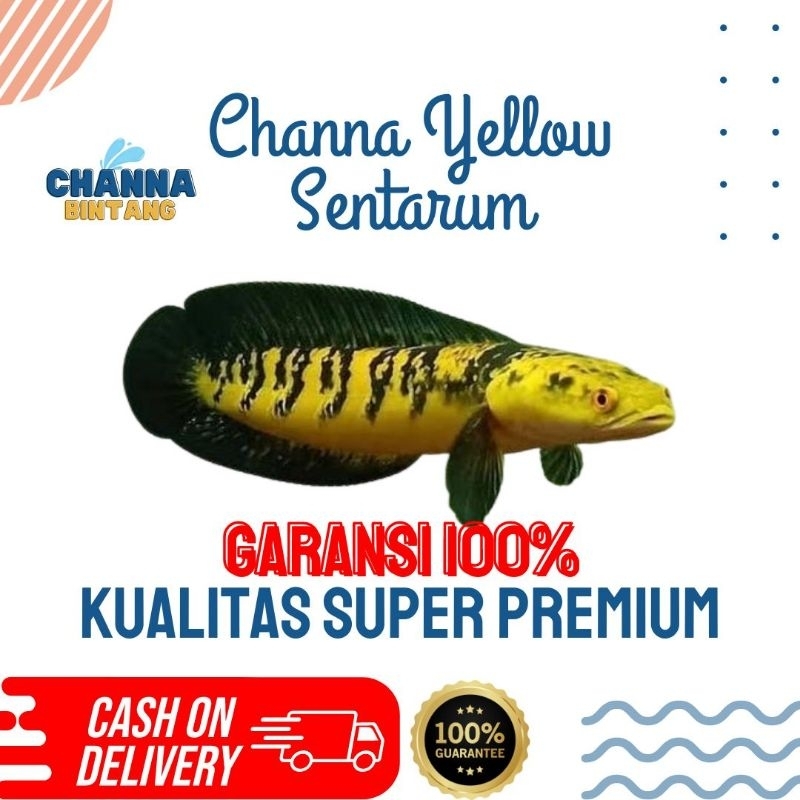 CHANAN MARU YELLOW SENTARUM RED EYE SIZE 8-9-10 CM BY CHANNA BINTANG