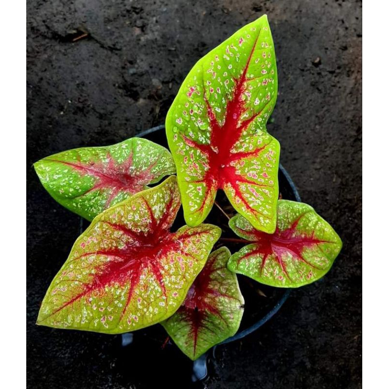 Bibit Caladium Tears Of The Sun / TOS