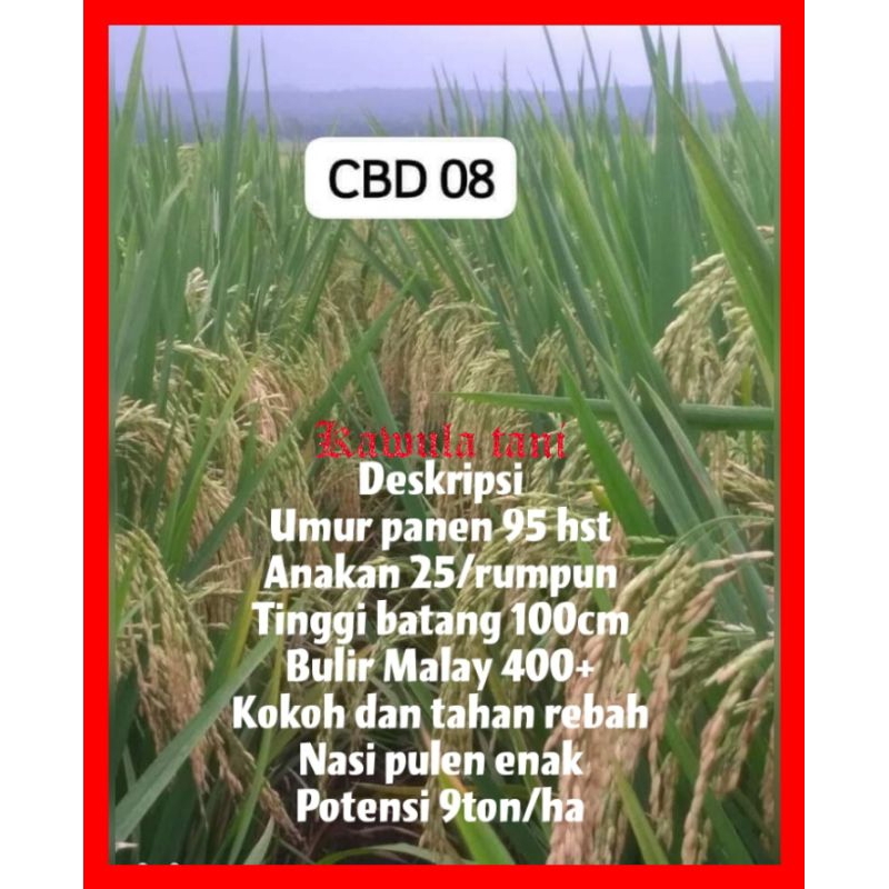 benih padi CBD 08 kemasan 1kg