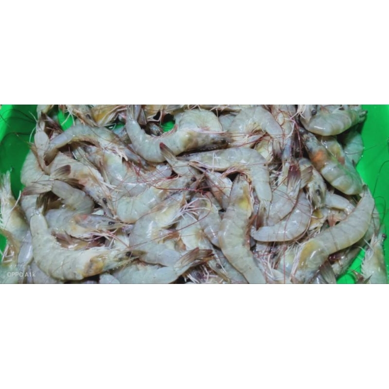 

udang besar