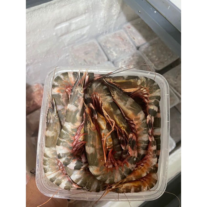 Udang Windu Ukuran Besar L (fresh) 1kg