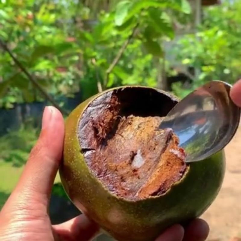 

BUAH BLACK SAPOTE BUAH RASA PUDING COKLAT