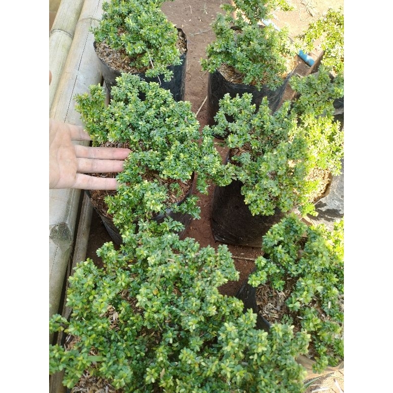 saeng simbur thailand super mikro