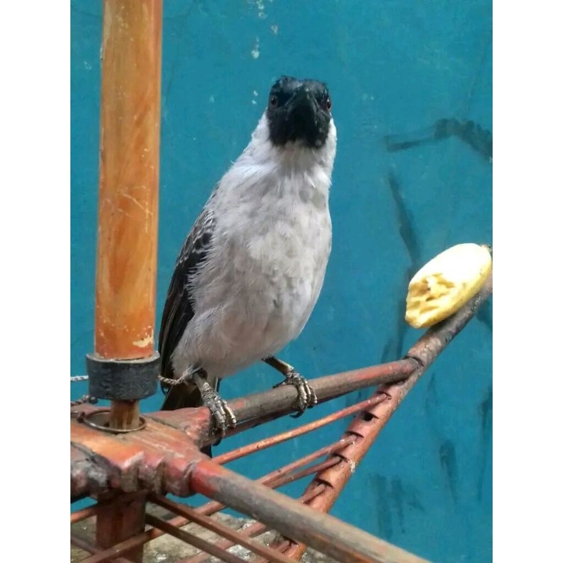 tali burung kutilang raja