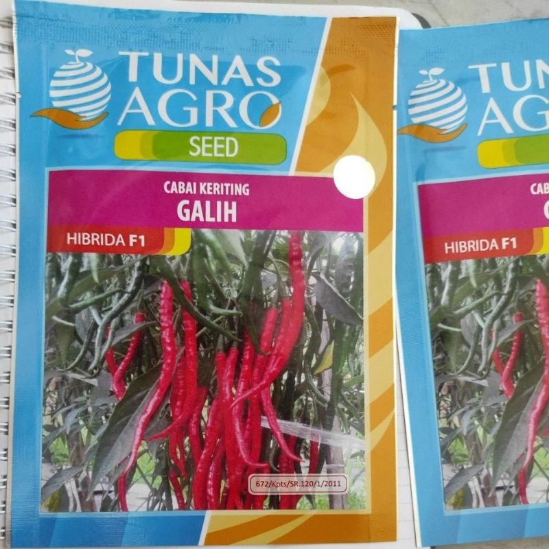 CABAI HIBRIDA KERITING GALIH F1