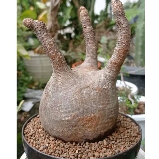 pachypodium gracilius