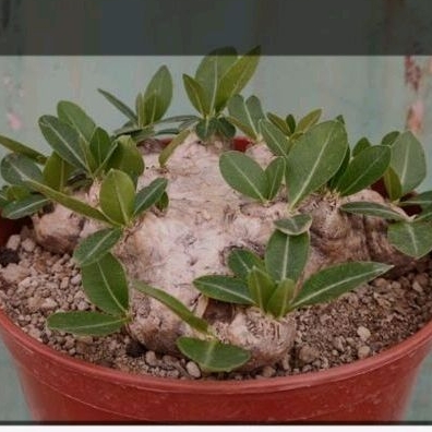 pachypodium brevicaule