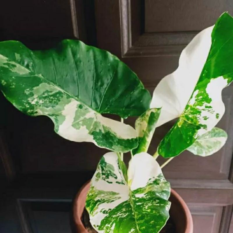 Pohon sente varigata - sente