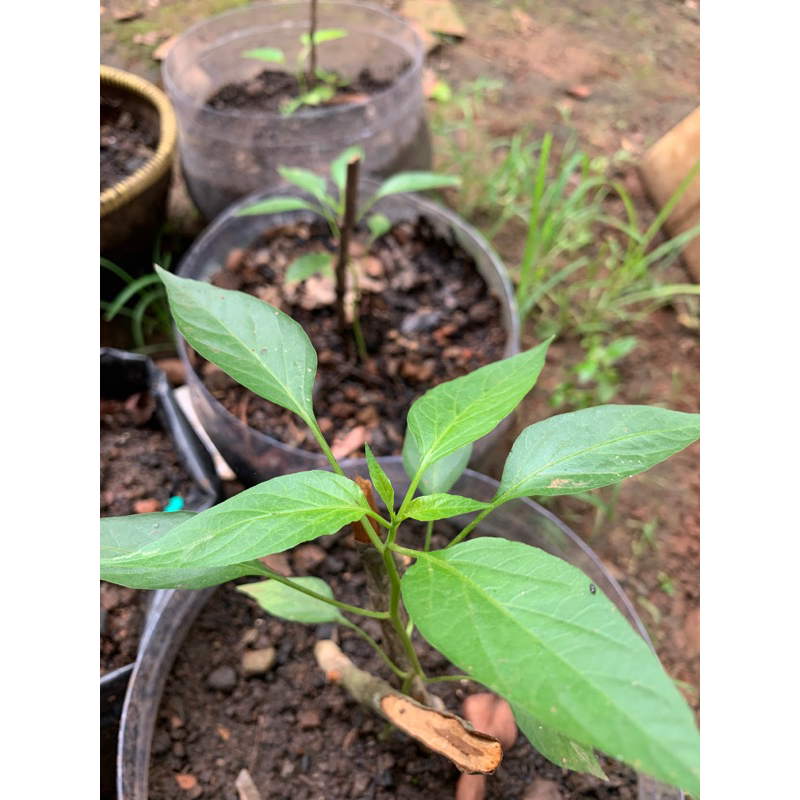 bibit pohon cabe bumbu/cabe besar merah