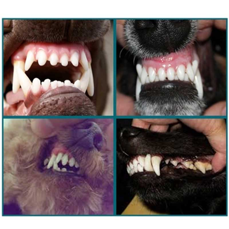 Kojima Japan Teeth Cleaning And Spa Pen Hewan Pembersih Karang Gigi Odol Pasta Gigi Anjing