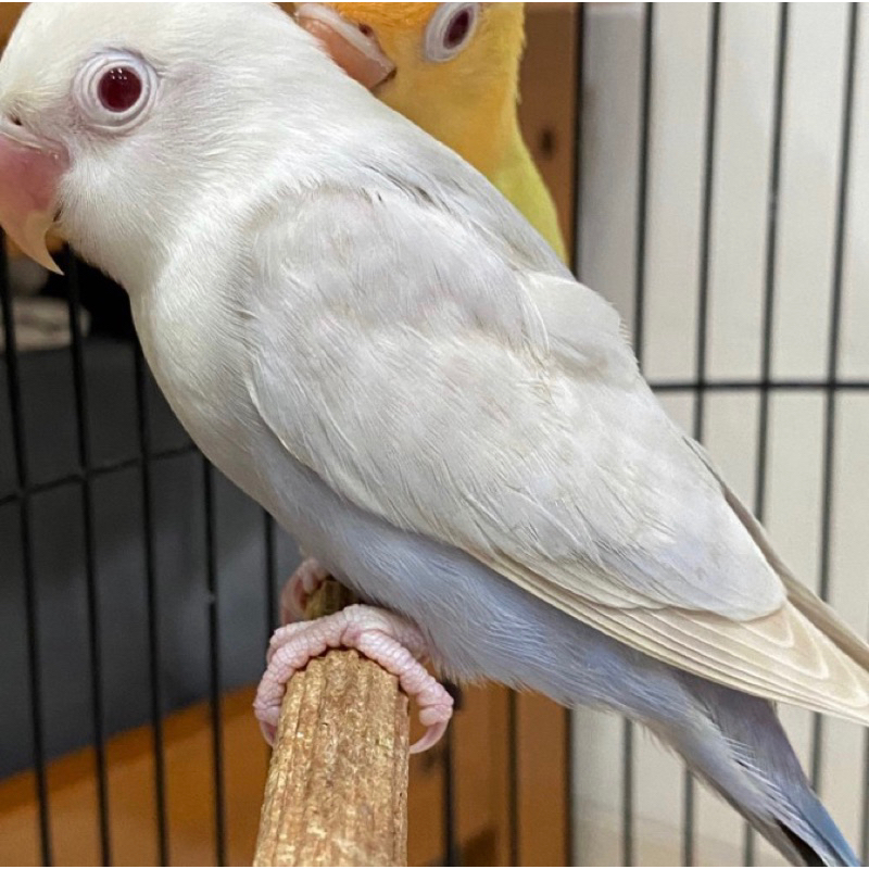 lovebird pf blue jantan