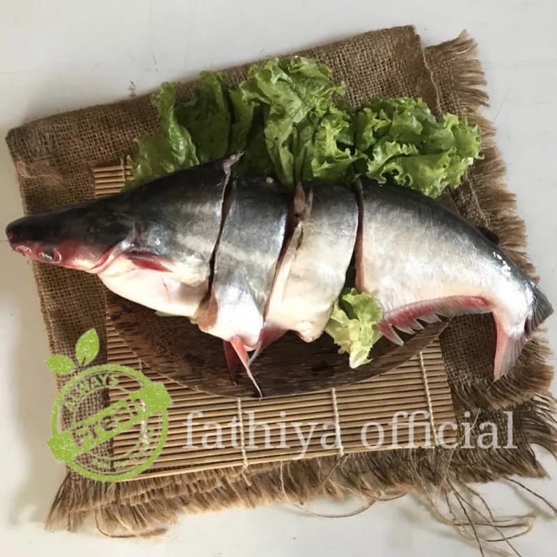 

Ikan Patin Segar ±1Kg | naga_exspress