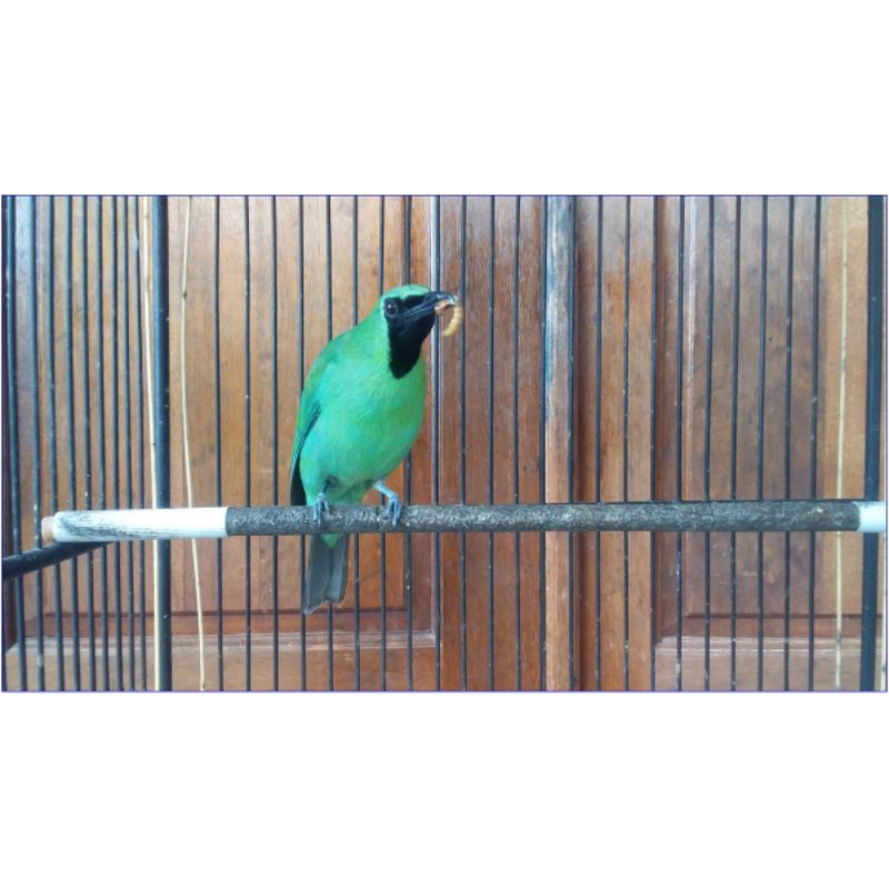 burung cucak ijo gacoran bodi big