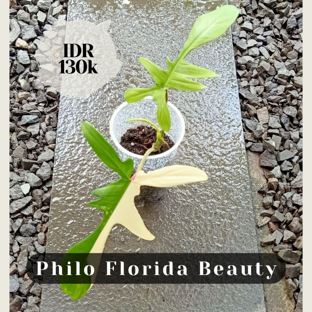 Philo Florida Beauty