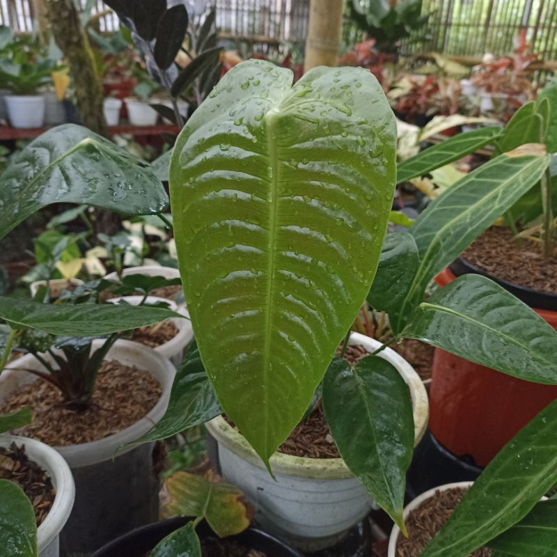 Anthurium Veitchii Ori Reguler