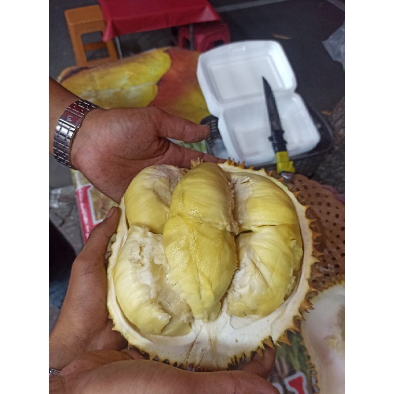 

Durian Montong Palu SULTENG, 1 Kilo 150 Ribu