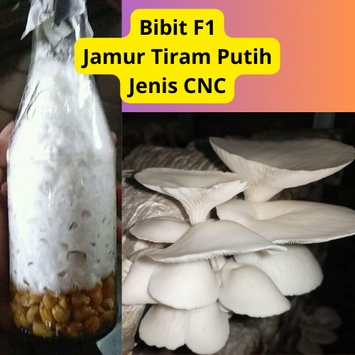 

Bibit F1 Jamur Tiram Putih Jenis CNC