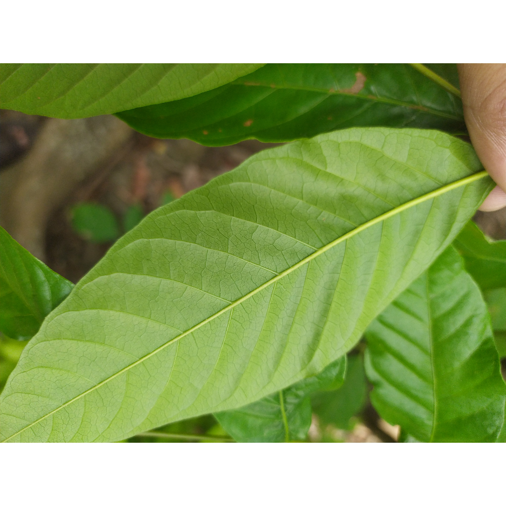 

daun kuda/ kudo / jaranan;;'[][';';