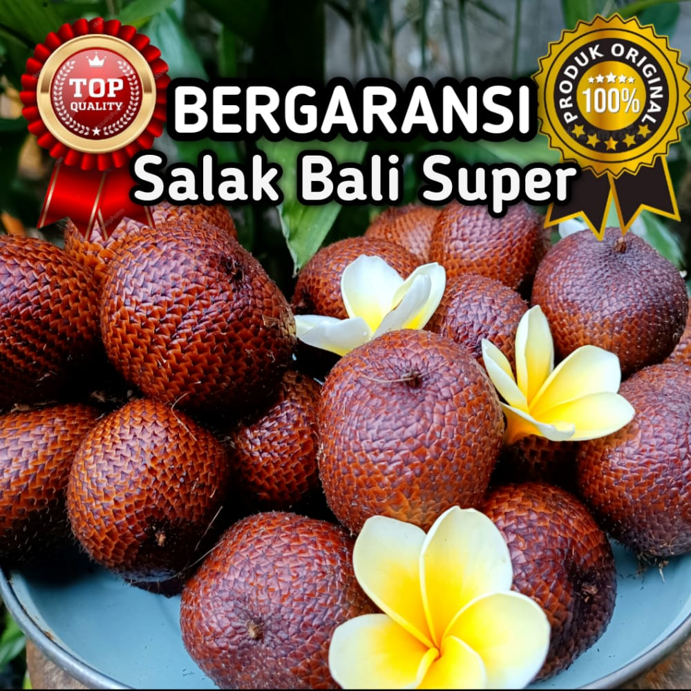 Buah Salak Bali Asli Karangasem Selat Size Super (1kg)
