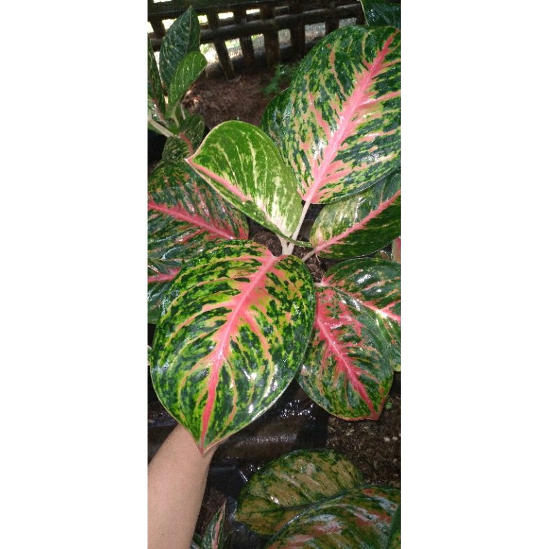 aglaonema big papa