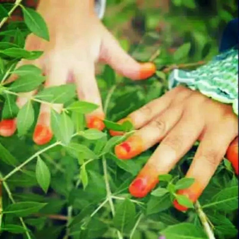 Daun Henna Segar / Inai Kuku / Pacar Kuku / Pacar Daun