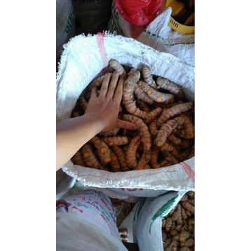 

COD kunyit segar super fresh dari petani murah