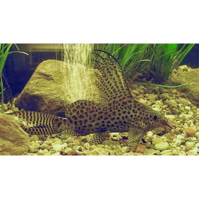 Hiasan Aquarium|synodontis atau ikan sapu sapu