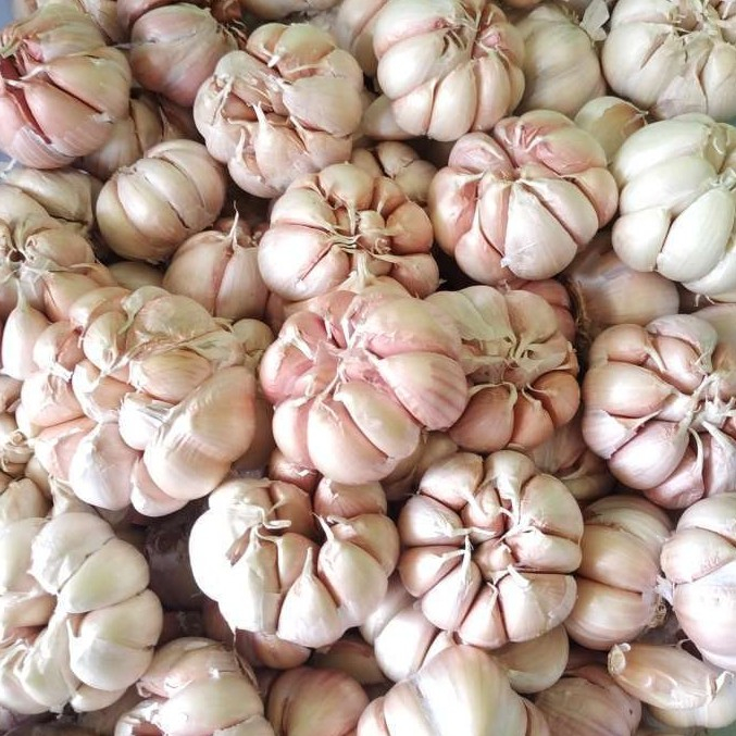 

Bawang Putih Murah Bawang Putih Segar 100 Gram