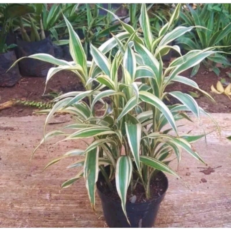 tanaman hias bambu hoki / tanaman bambu hoki varigata - bibit tanaman hias bambu hoki