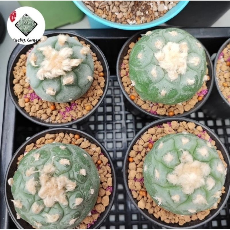 Kaktus Lopho Lophophora Lophopora Williamsi Fricii Yatagai Ibo