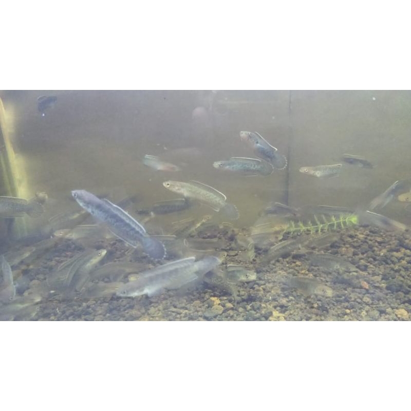 

ikan chana stewarti UK 5-6-7