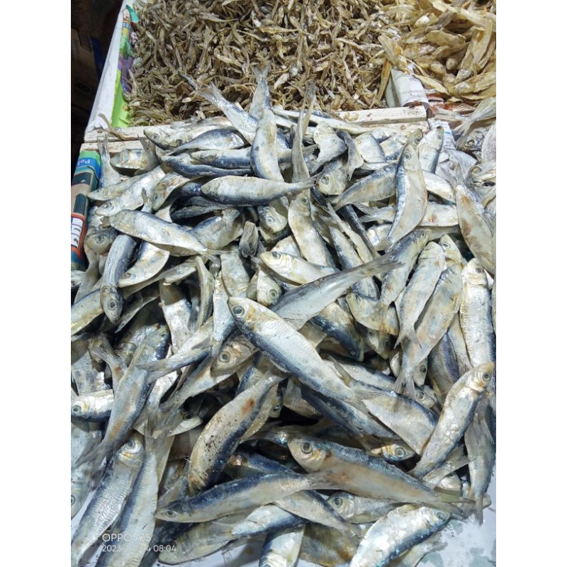 

ikan asin TEMBANG!! SUPERR gurihh mantap ori