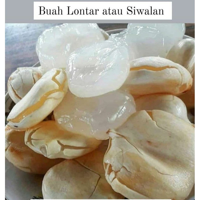 Buah Lontar atau Siwalan