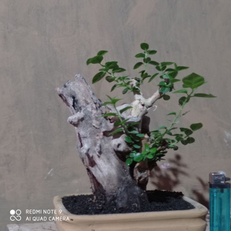 bahan bonsai sancang tanuki di kirim sama potnya realpic