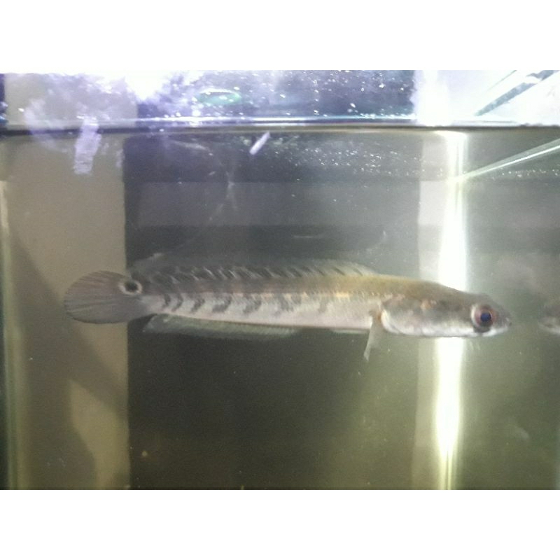 ys 13-15cm progres singel tank,  Simet cabung