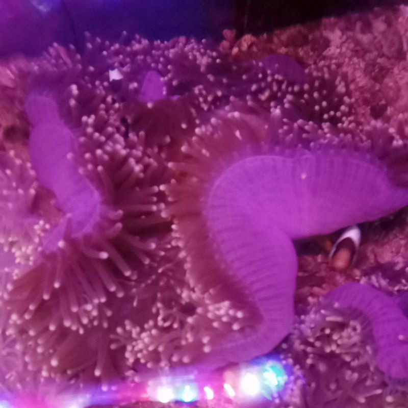 Anemon clown (rumah nemo)