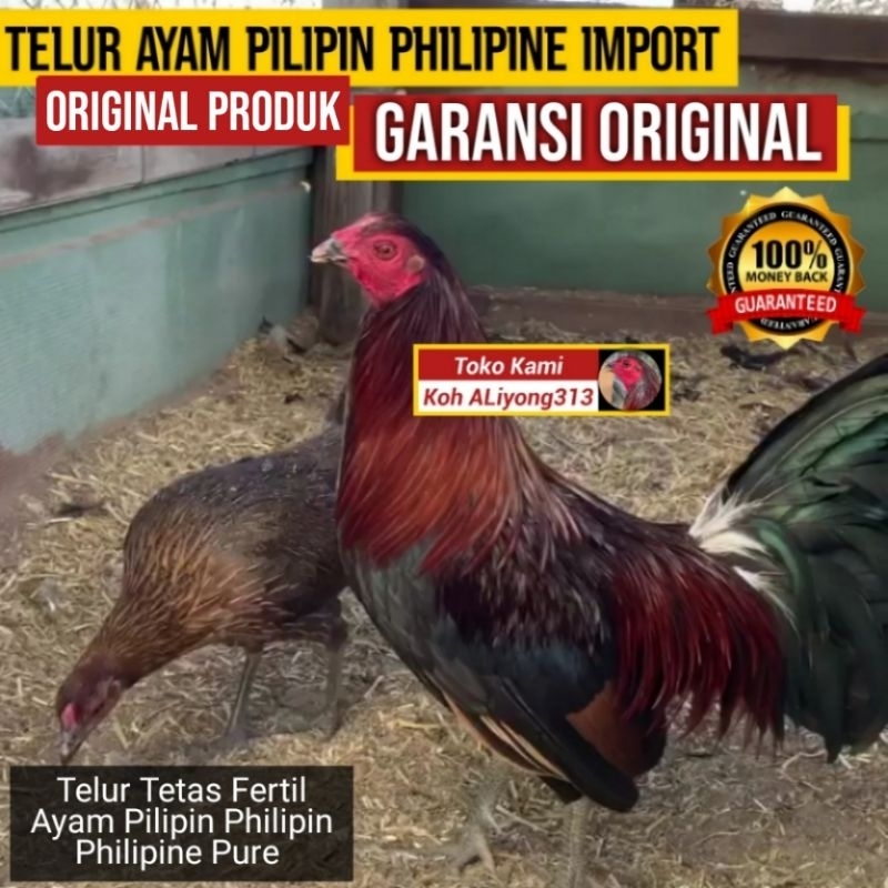 Telur Tetas Ayam Fertil Pilipin Philipin Philipine Pure BUKAN telur Ayam Bangkok Shamo  Pakhoy Pelung Kalkun Aliyong313