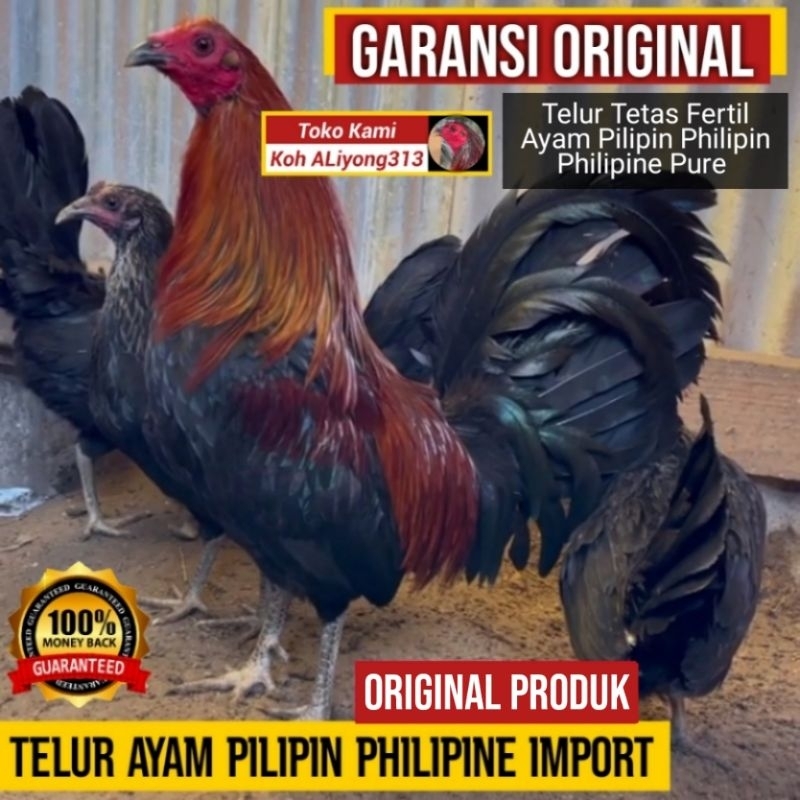 Telur Tetas Fertil Ayam Pilipin Philipin Philipine Pure Impor Import Asli Aliyong313